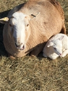Ewe and Lamb families